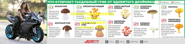 стаф Новокубанск
