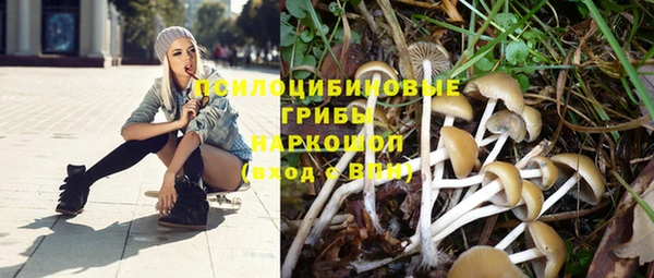 стаф Новокубанск